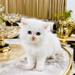Stella Singh - @miss.stella.paws - Instagram