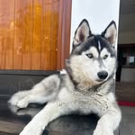 Stella Singh 🐾 - @stella.the.badmosh.husky - Instagram