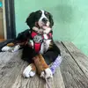 stella bella - @stellaskipper - TikTok