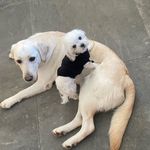 Stella und Skipper 🐶 - @stella.skipper - Instagram