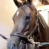 stella - @stella.stephan.eq - TikTok