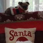 Stella Stephan - @stella_and_loui - Instagram