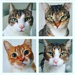 Samson, Stella, Sierra, Stout - @mybeercats - Instagram