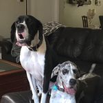 Stella & Stout - @stoutandstelladanes - Instagram