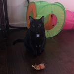 Stella & Stout - @stellaandstout - Instagram