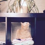 Stella and Stout - @the.adventures.of.bad.kitty - Instagram