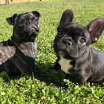 Stella And Stout - @stella.and.stout - Instagram