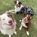 Stella, Stout, and Indi - @stella_and_stout_the_aussies - Instagram