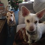 Stout Stella Carib Odie Luna - @stoutlovesstella - Instagram