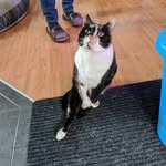 Stella the Cat - @stella.the.strange - Instagram