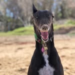 Stella the strange - @stella_the_strange - Instagram