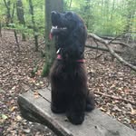 Stella - @stella_vom_straussenhof - Instagram