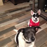 Gracie And Stella Strickland - @its_a_ruff_life_for_grella - Instagram