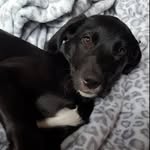 Stella Mari Strickland - @coffeeaddicted_dog - Instagram