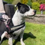 Stella Strong - @stella.the.staffy17 - Instagram