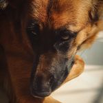 STELLA THE SHEPHERD - @mystellastrongest - Instagram