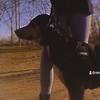 丂ㄒ乇ㄥㄥ卂 - @strong.dog.stella - TikTok
