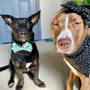 stella_and_stubbs - @stella_and_stubbs - TikTok