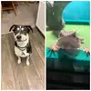 sssstellaandthestump - @sssstellaandthestump - TikTok