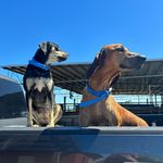stump & stella - @stumpandstella - Instagram