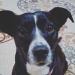 Stella Summers - @stellathepuppydog - Instagram