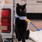 Stella Summers - @stella.black.cat - Instagram