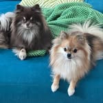 Gracie & Stella Sumner - @gracie.and.stella - Instagram