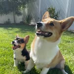 Murphy & Stella Sutherland - @murphnstellcorgi - Instagram