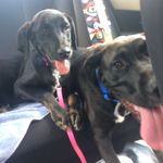 Titan & Stella Swain - @thelifeoftitanandstella - Instagram