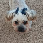 Stella Swan - @stellaswannie - Instagram