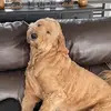 stella 🦖 - @stellaaswenson - TikTok