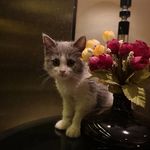 Stella Tang - @tang7375 - Instagram