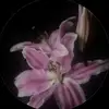 𝒮𝓉𝑒𝓁𝓁𝒶 - @stellacontarino - TikTok