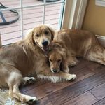 Stella And Tate - @stella_and_tate - Instagram