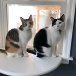 Tillman & Stella - @tillmanandstella - Instagram