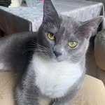 Stella Tong - @stella_parkourkitty - Instagram