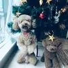 stellatong_ - @31408044081 - TikTok