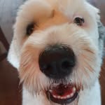 Stella Tremblay - @stella.loulounette - Instagram