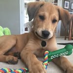 stella the puppy - @stella.tripp_ - Instagram