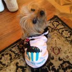 Stella Tuttle 🐶 - @stella.bella.22 - Instagram
