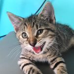 Stella & Tyson - @stan.the.kitty - Instagram