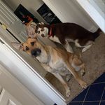 Stella & Tyson - @thetannerpack - Instagram