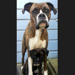 Stella & Tyson - @sweet.nubs - Instagram