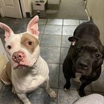 Stella & Tyson 🤍 - @stella_tyson1725 - Instagram