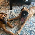 Stella - @stella.v_and_tyson.v_boxers - Instagram