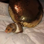 Stella Vance - @interstella_hammy - Instagram
