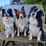Stella Vang - Facebook