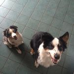 Panda & Stella Vaughan - @pandastellatheaussies - Instagram