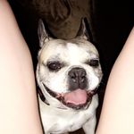 Stella Wade - @frenchbulldog_stella - Instagram