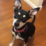 The Life Of Stella & Wade 🐶🐶 - @stella_wade_omalley - Instagram